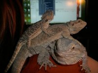 Dragon Family.jpg