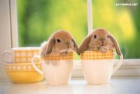 Cute-Little-Bunnies7.jpg