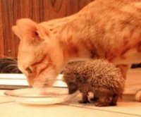 Cat and hedgehog.jpg