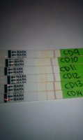 sept OPK progression.jpg