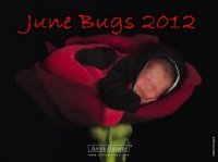 june bugs 2.jpg