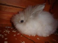 Baby Lily.jpg