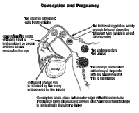 conception.gif