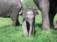 baby elephant.jpg