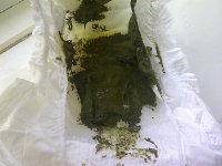 Poop.jpg