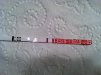 11DPO FMU Dec 4.jpg