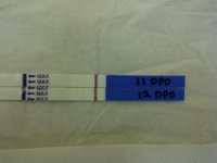 11 12 dpo dec 27 dec 28.jpg