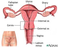 uterus.jpg