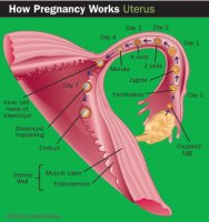 pregnancy-10.jpg