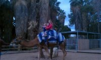 camel.jpg
