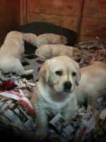 Puppy 6 weeks.jpg