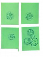 embryos.IMG.jpg
