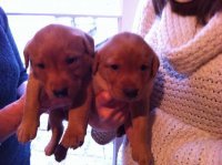 puppy.jpg