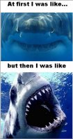 sharks.jpg