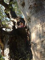 Baobab.jpg