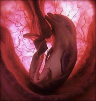 dolphin.jpg
