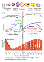 Menstrual Cycle.png