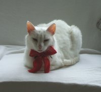 christmas_cat.jpg