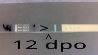 12 dpo.jpg