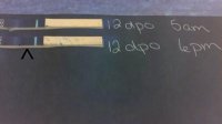 12 dpo comparison.jpg