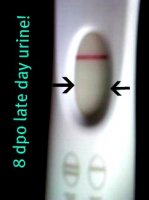 pos8dpo.jpg