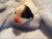 our puppy.jpg