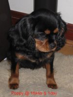 Poppy @ 18wks & 1day.jpg