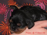 Poppy @ 11days old.jpg