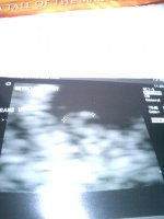 preggo 041.jpg