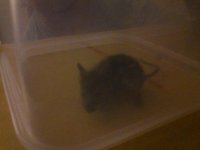 mouse.jpg