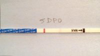 5 dpo.jpg