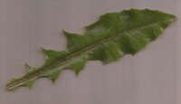 20min leaf 1.jpg