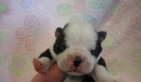 boo newborn.jpg