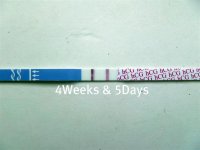 4weeks5days.jpg