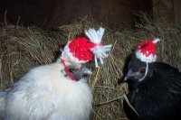 christmas chickens.jpg