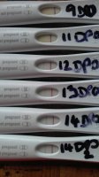 9 - 14 dpo progression.jpg