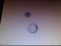 embryos.jpg