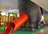elephant-slide_130434632942.jpg
