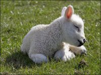 lamb.jpg