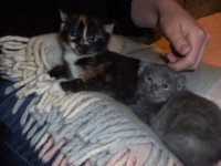 Home in May and Kittens 068.jpg