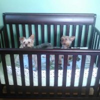 dogs in crib.jpg