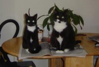 cats.jpg