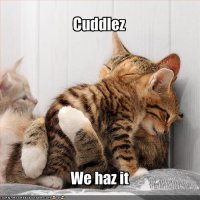 funny-pictures-cats-have-cuddles-together.jpg