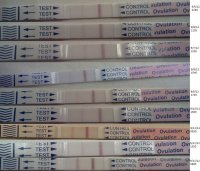 OPK1.jpg