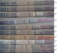 OPK1.jpg