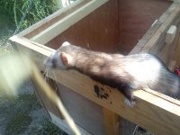 ferret 184.jpg