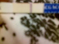 IMG-20121011-00233.jpg