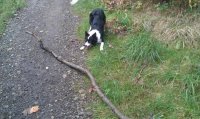 Ralphie Playing.jpg