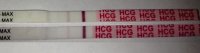 11and12dpo.jpg