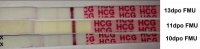 10_11_12dpo_FMU.jpg